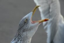 call drop recovery analysis