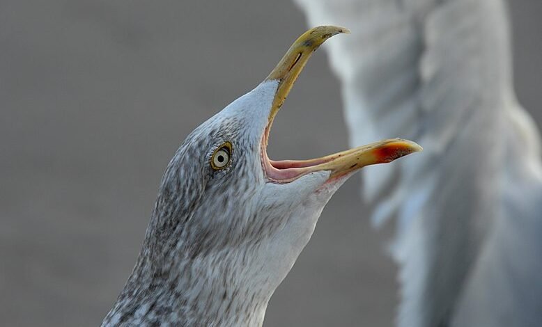 call drop recovery analysis