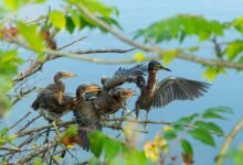 call preference comparison analysis