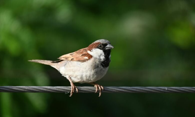 persistent call attempts identified