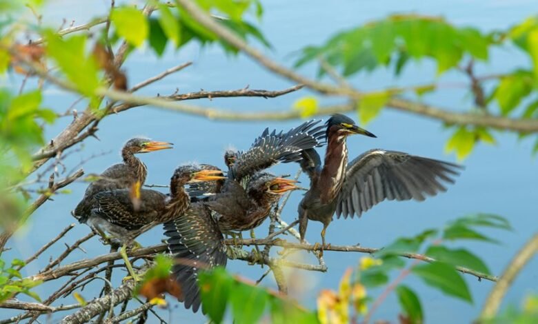 unanswered calls callback probability